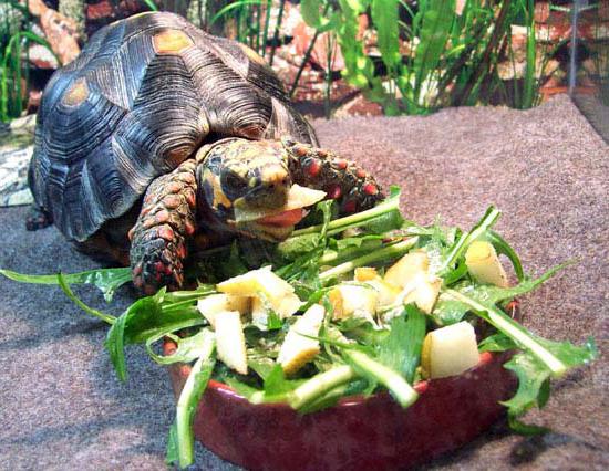 чем питаются красноухие черепахи