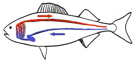 кровеносная система рыб
