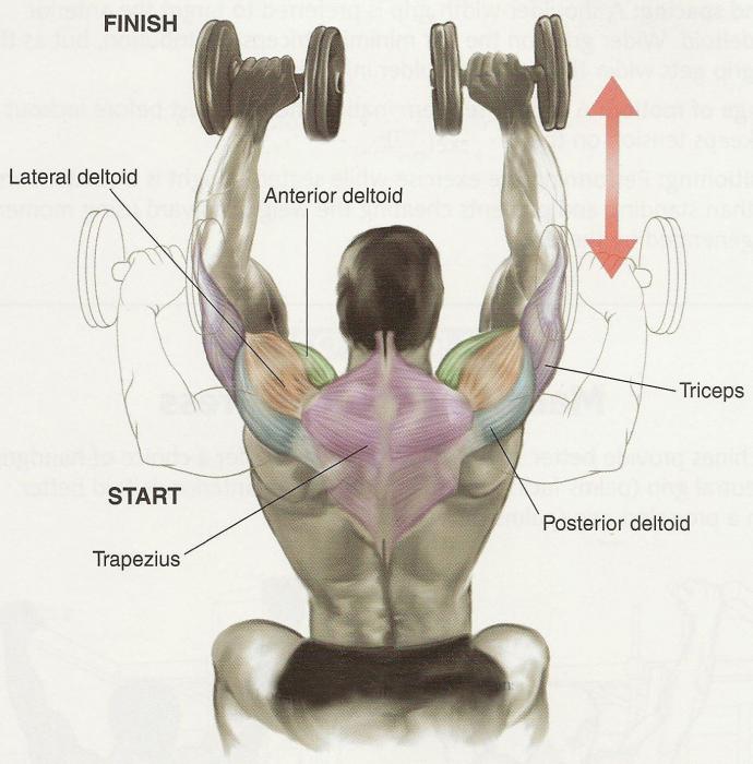упражнения с гантелями на руки и плечи 