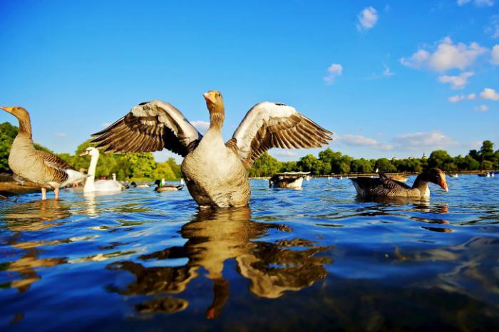 Водоплавающая птица