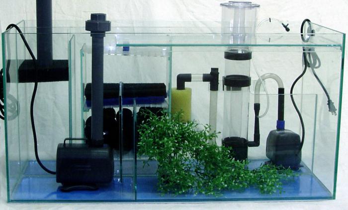 зеленеет вода в аквариуме