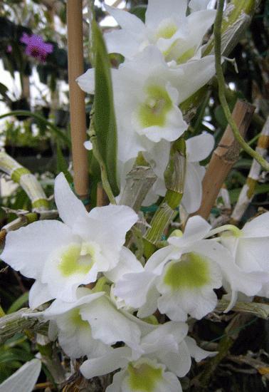 разновидности орхидей