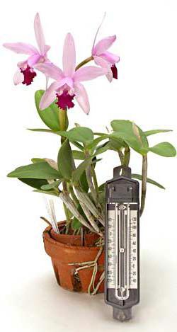 разновидности домашних орхидей