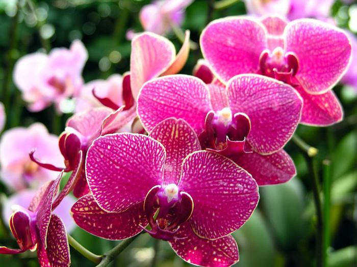 орхидея, разновидности, названия