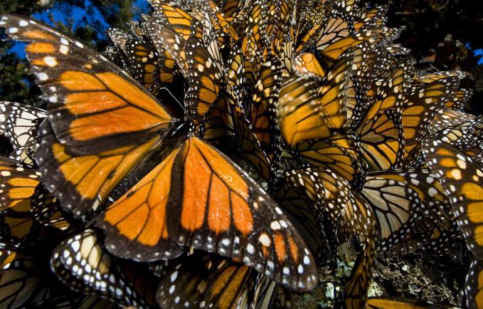 бабочки монархи в мексике