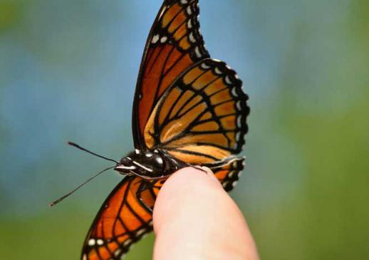 сколько живет бабочка монарх