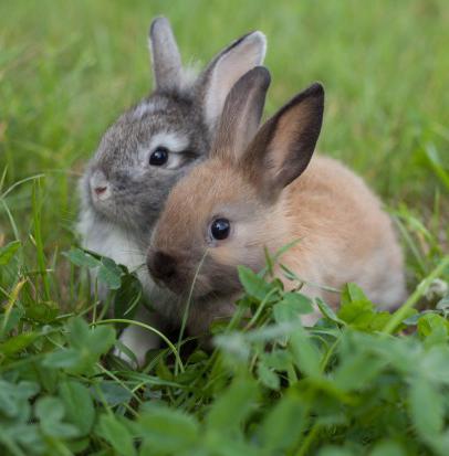 уход за кроликами в домашних условиях размножение 