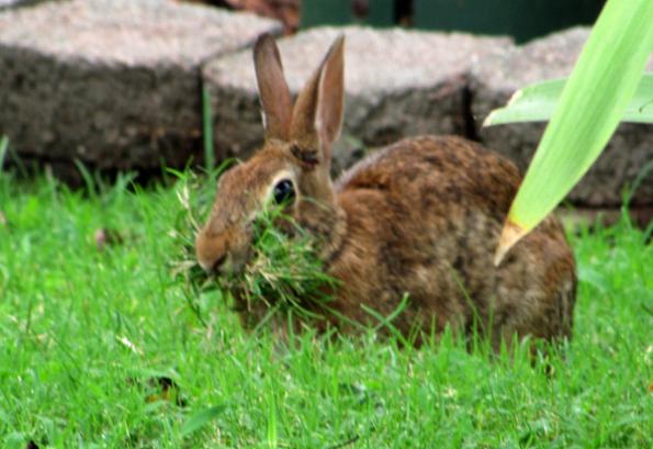 размножение декоративных кроликов 