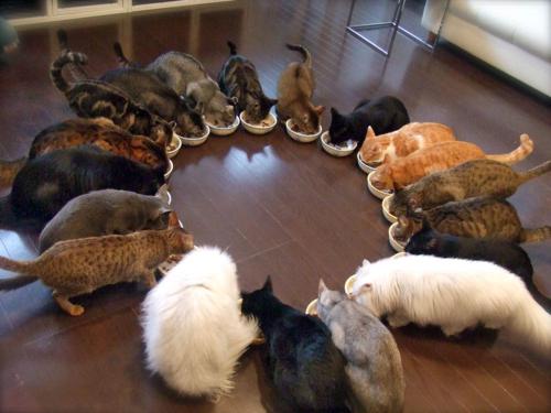 сонник много кошек в доме