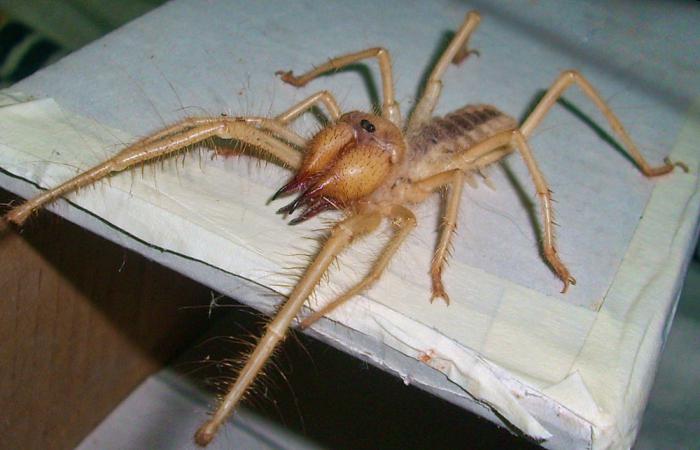 жизнь паука в природе