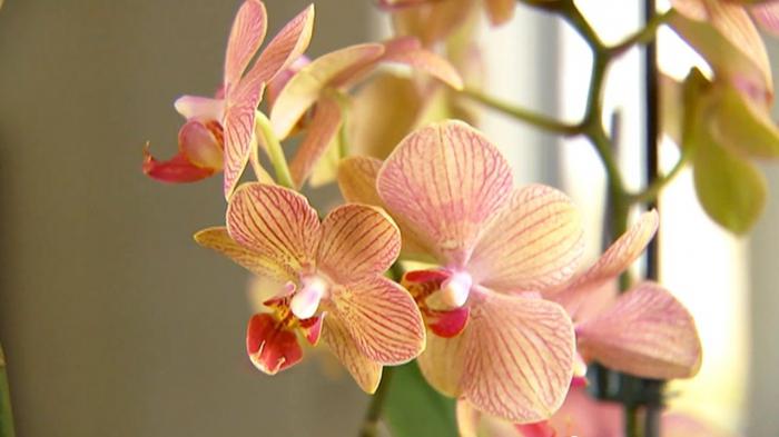 как рассаживать орхидею 