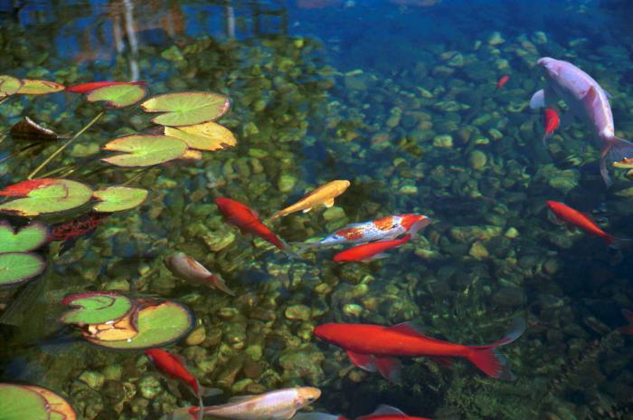 пруд: естественная среда обитания для рыб
