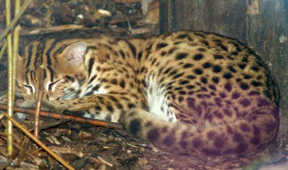леопардовая домашняя кошка