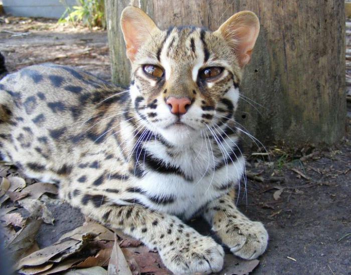 леопардовая кошка фото