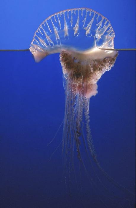 медуза португальский кораблик фото