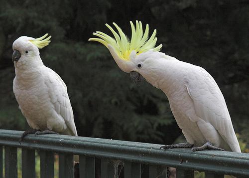 корм для попугаев