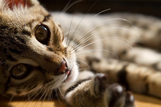10 самых умных пород кошек