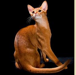 абиссинская кошка особенности породы