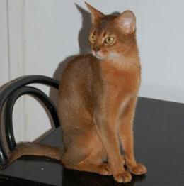 абиссинская кошка стандарты породы