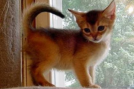  абиссинская кошка особенности породы