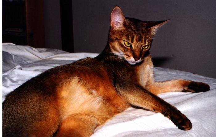 абиссинская кошка характеристика породы