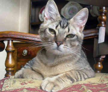 кошки абиссинской породы фото 