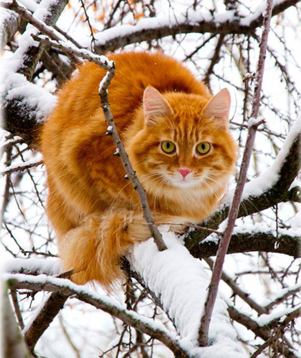 сонник рыжий кот 