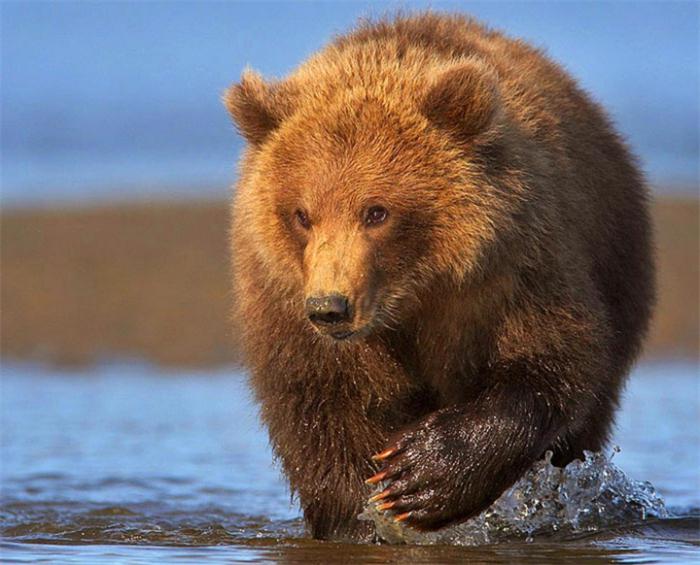 медведь во сне толкование