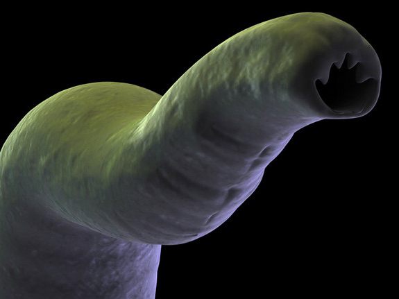 паразиты в теле человека
