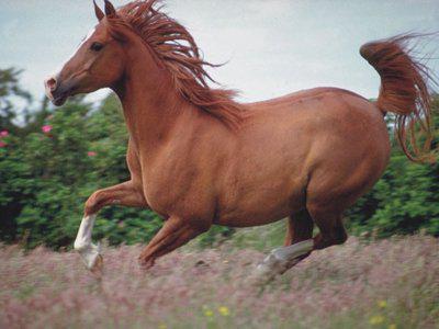 самая дорогая лошадь в мире фото
