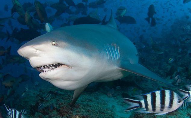 самая опасная акула в мире для человека