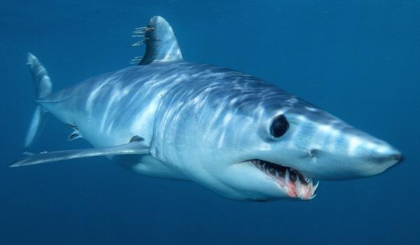 какая самая опасная акула в мире