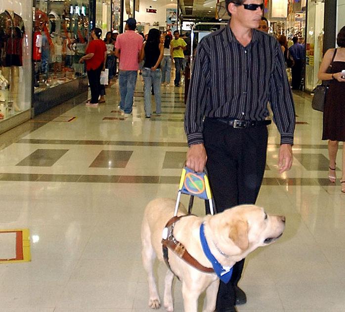 собака поводырь для слепых 