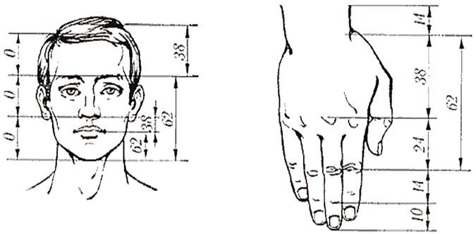 пропорции человеческого тела