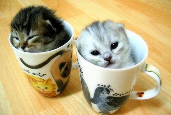 Кошачьи клички