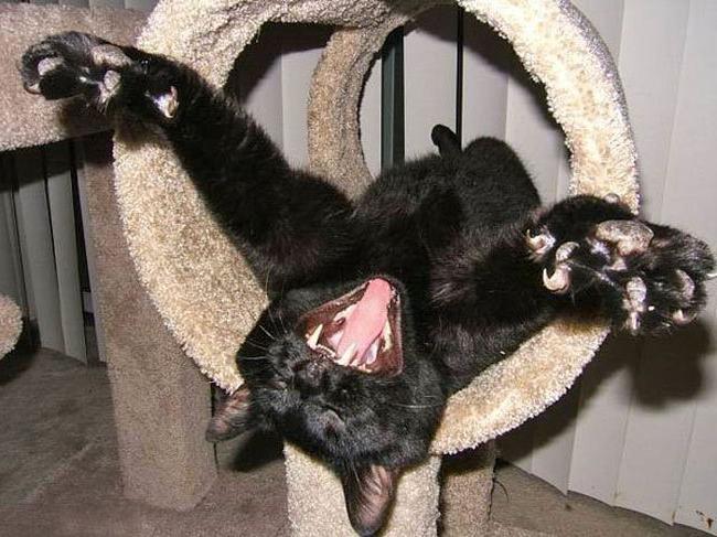 Кошачьи клички для мальчиков русские