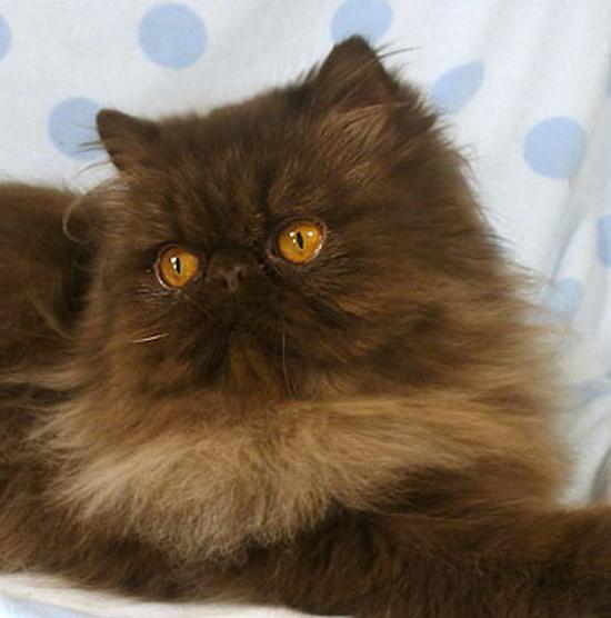 Кошачьи клички для мальчиков