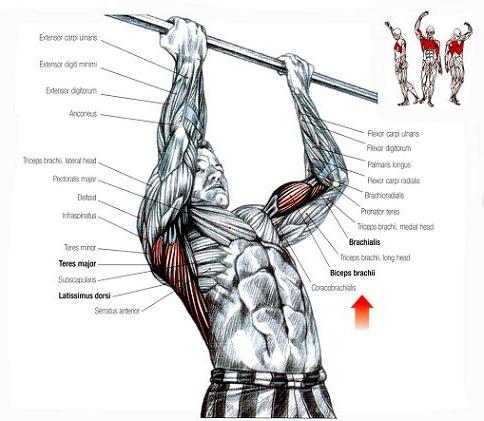 подтягивания широким обратным хватом 