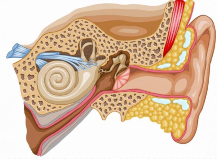 болезнь ушей у людей лечение