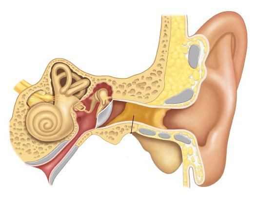 болезни уха человека