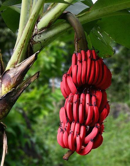 бывают красные бананы 