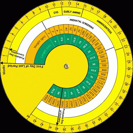 определение срока беременности и предполагаемой даты родов