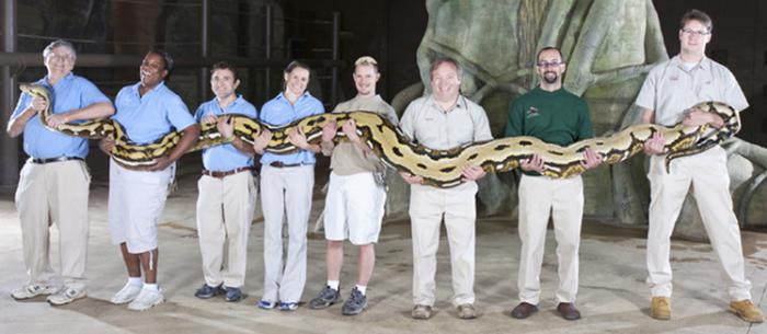 какая самая длинная змея в мире