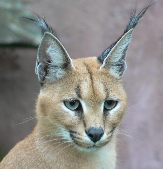 кошка каракал фото
