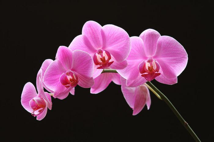 как рассаживать орхидеи