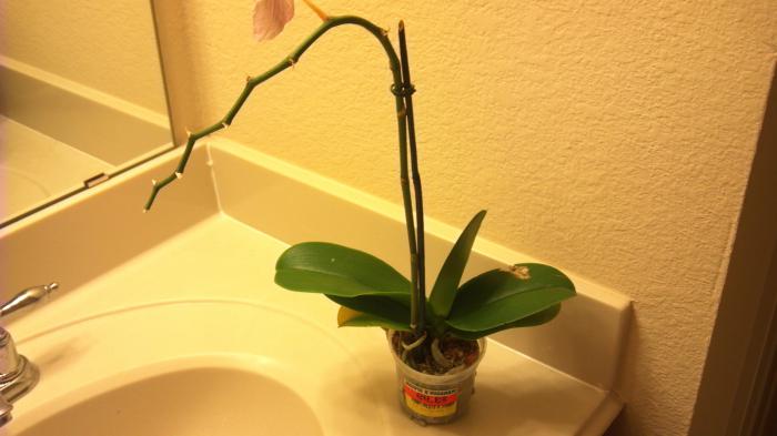 как ухаживать и рассаживать орхидею