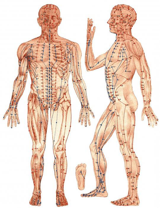 схема акупунктурных точек на теле человека