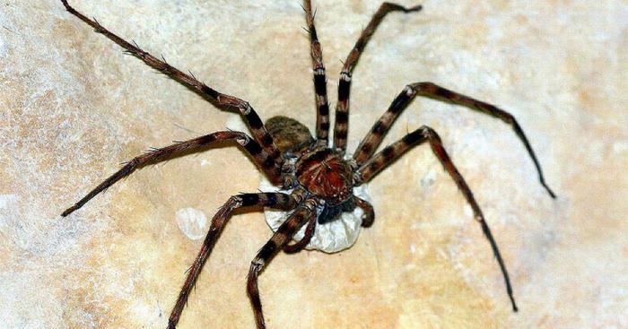 гигантский паук охотник