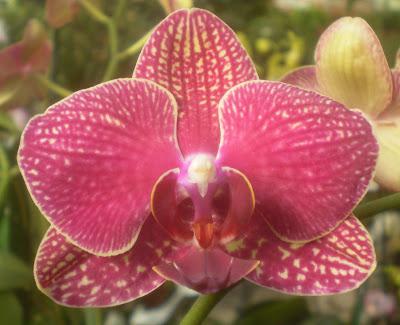 орхидея фаленопсис размножение 