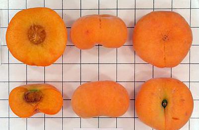польза плоских персиков